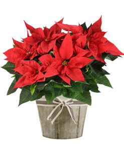 poinsettia