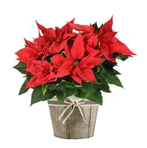 poinsettia