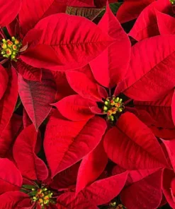 Poinsettia