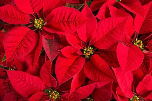 Poinsettia